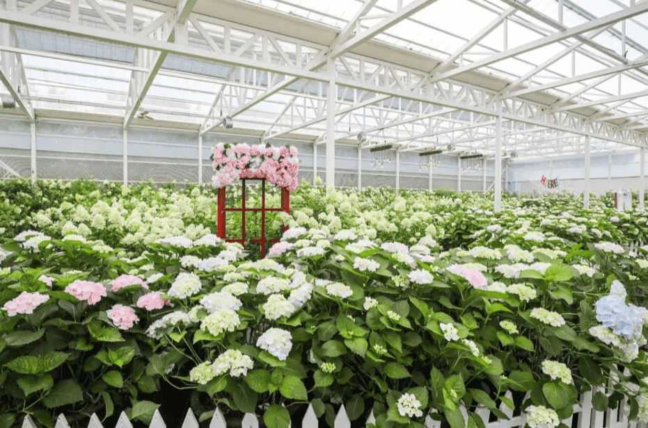 “이런 매력을 원했어!”… 제주도에서 꼭 가봐야 할 2024 휴애리 유럽 수국축제