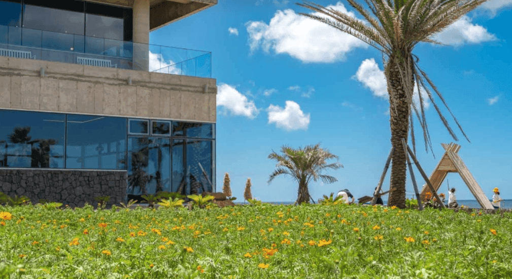 “멋진 오션뷰와 꽃내음이 가득해!”… 제주 웨이뷰 코스모스 축제