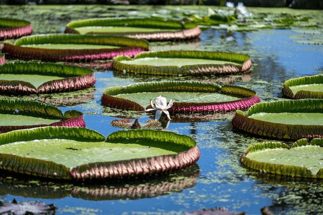 밤의 여왕과 천년의 숲에서 만나는 함양 상림공원 여행