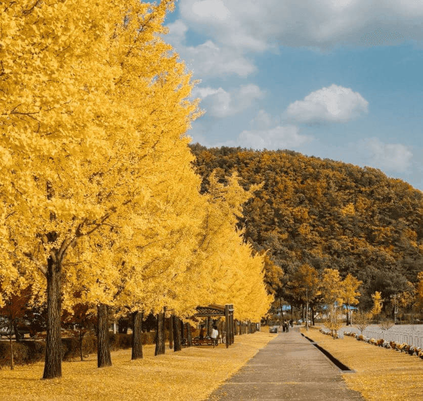 전국에서 꼭 가봐야 할 은행나무 명소 7곳