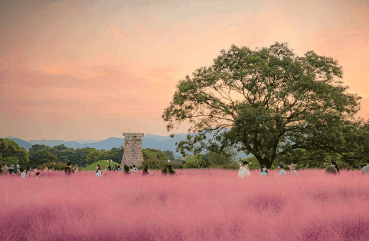 “핑크빛 낭만을 그대로 느껴봐!”… 올가을 꼭 가봐야 할 국내 핑크뮬리 명소 BEST 5