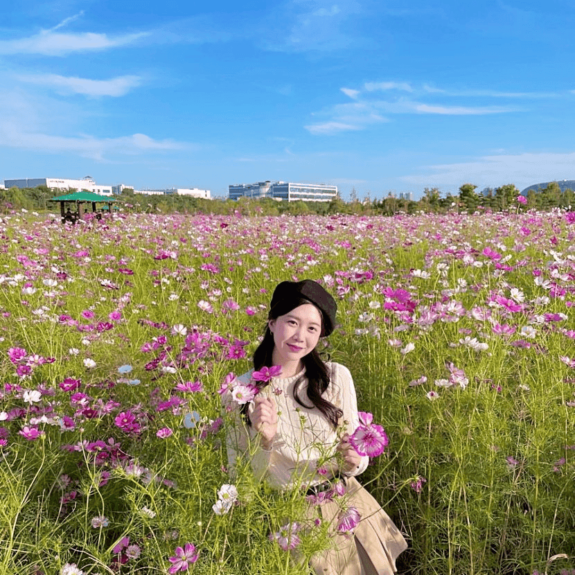 서울 근교 가을 나들이, 인천 계양꽃마루에서 만나는 황화코스모스