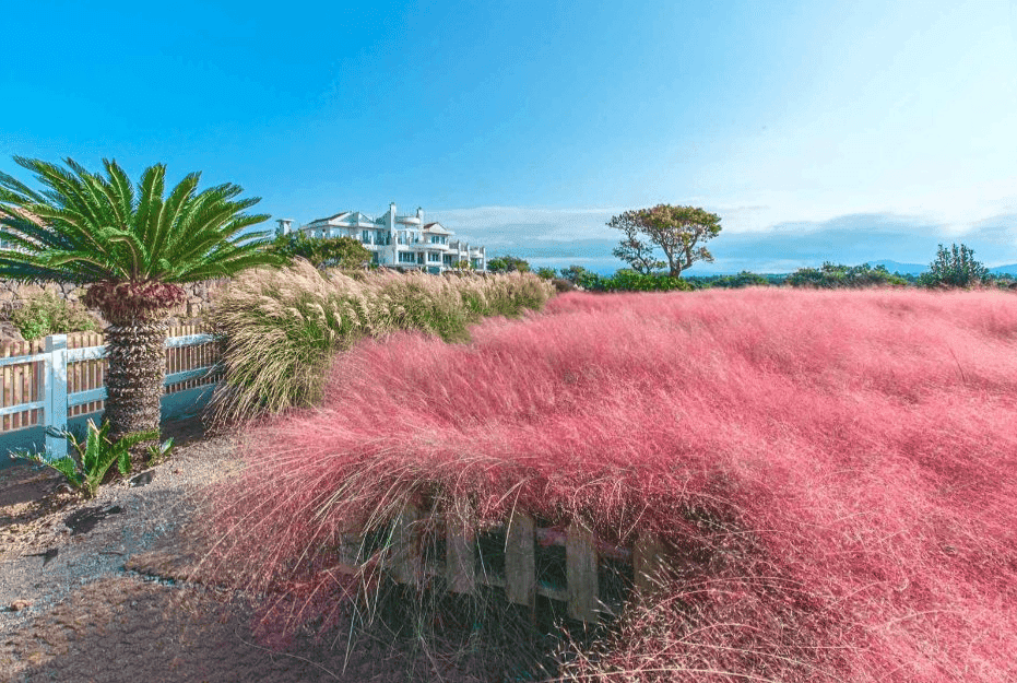 “올 가을 감성 뿜뿜!”…제주도 마노르블랑 핑크뮬리 축제 총정리