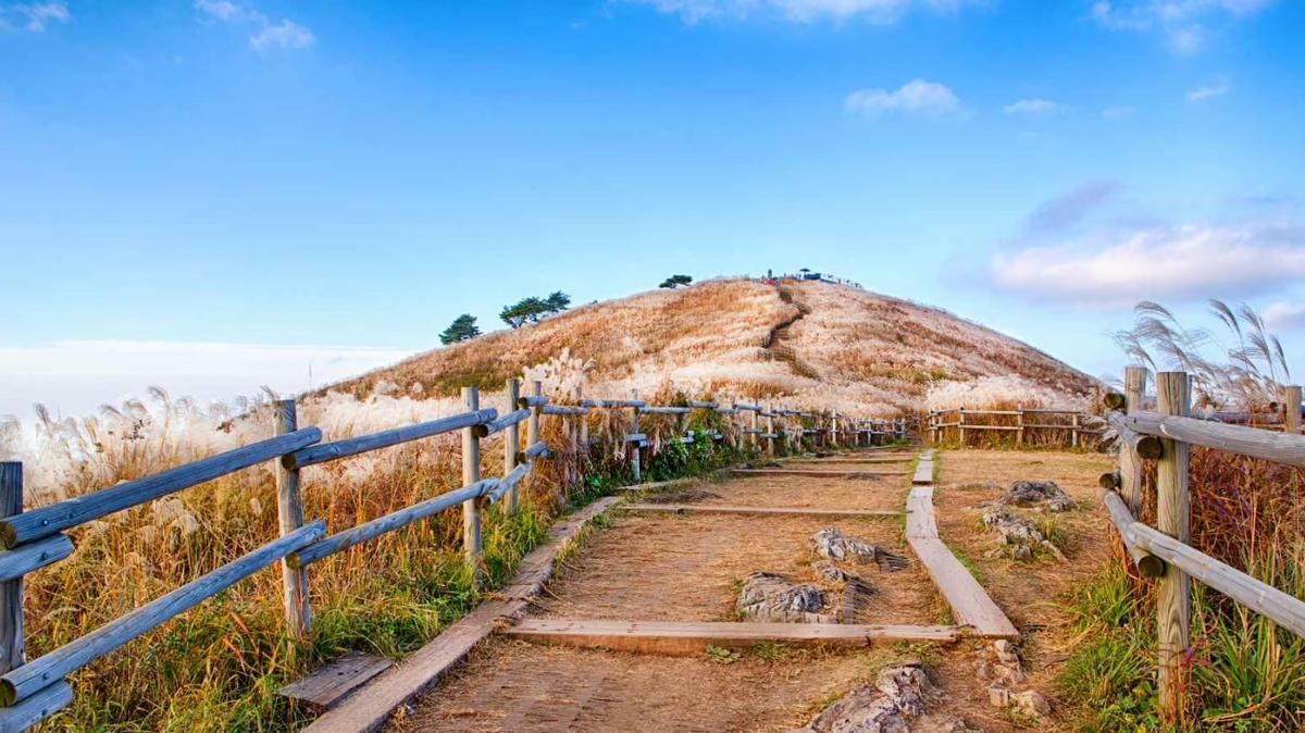 “자연의 황금빛 물결!”…놓치면 아쉬운 가을 억새 명소 BEST 3