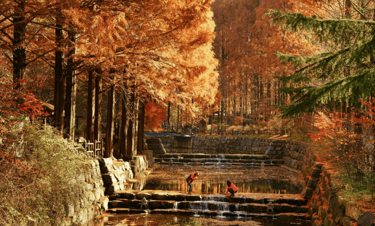 “가을의 절경을 담은 힐링 여행지”… 부모님과 함께 가기 좋은 국내 자연휴양림 BEST 4