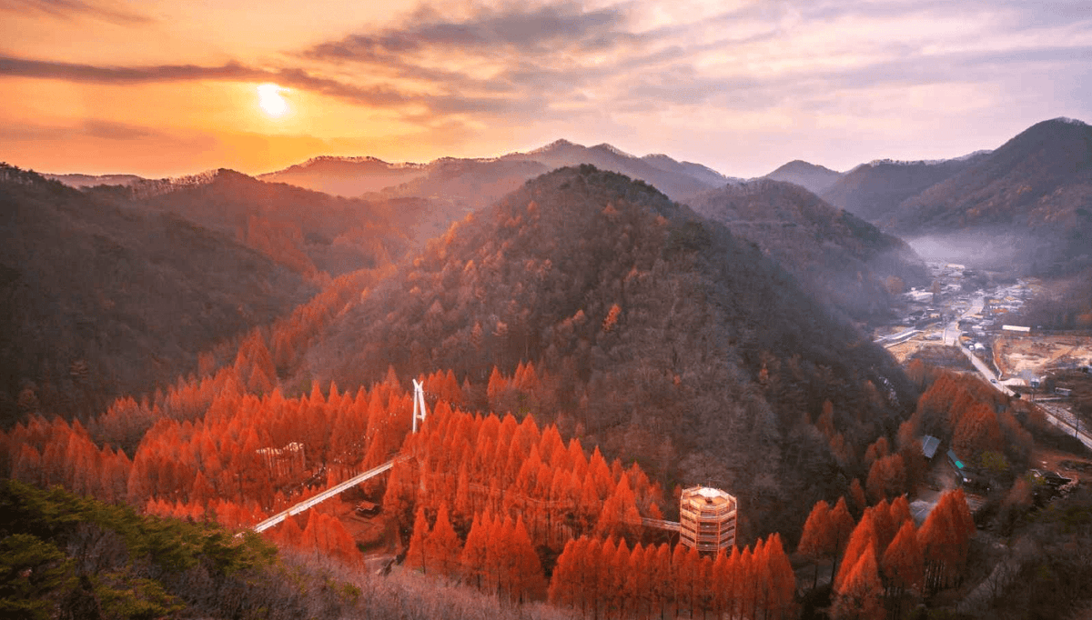 “이런 풍경을 놓치면 섭섭해!”…가을에 꼭 가봐야 할 메타세콰이아 단풍 여행지 BEST 4