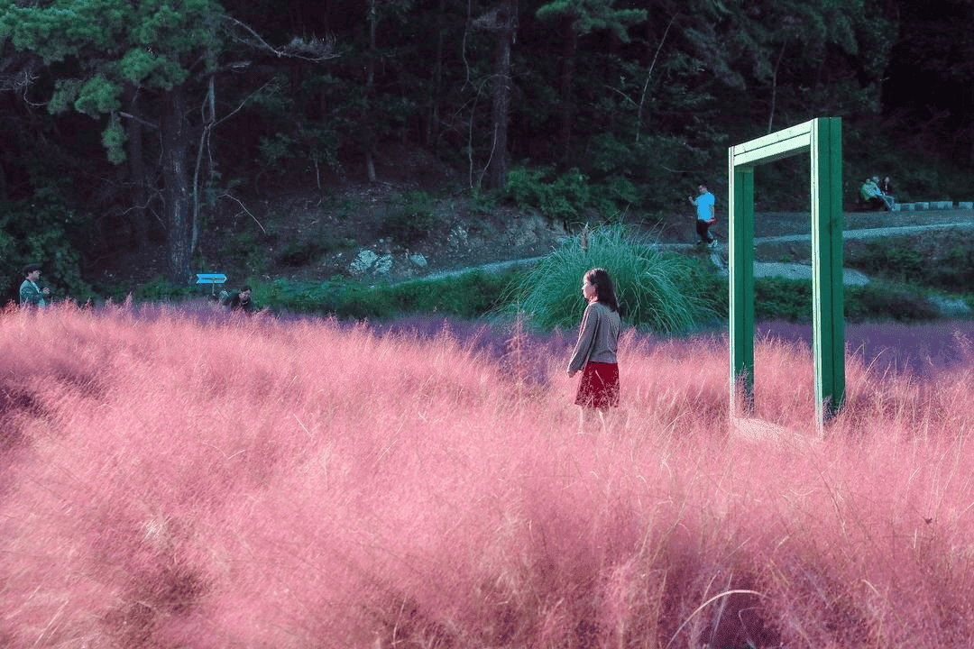 서울 근교에서 즐기는 가을의 매력! 핑크뮬리와 단풍 명소 5곳
