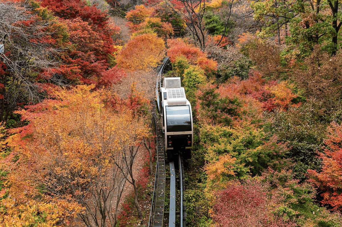 2024 화담숲 단풍축제 절정 시기, 예약 방법, 모노레일 총정리