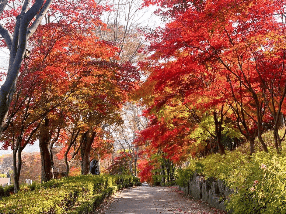 깊어가는 가을, 베어트리파크 단풍축제에서 만나는 단풍의 향연