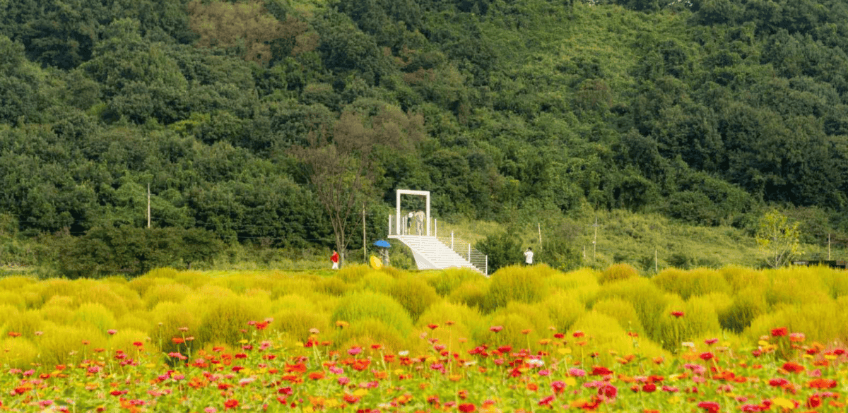 “이 가을, 꽃으로 물들다!”… 서울 근교에서 즐기는 감성 여행지 댑싸리공원