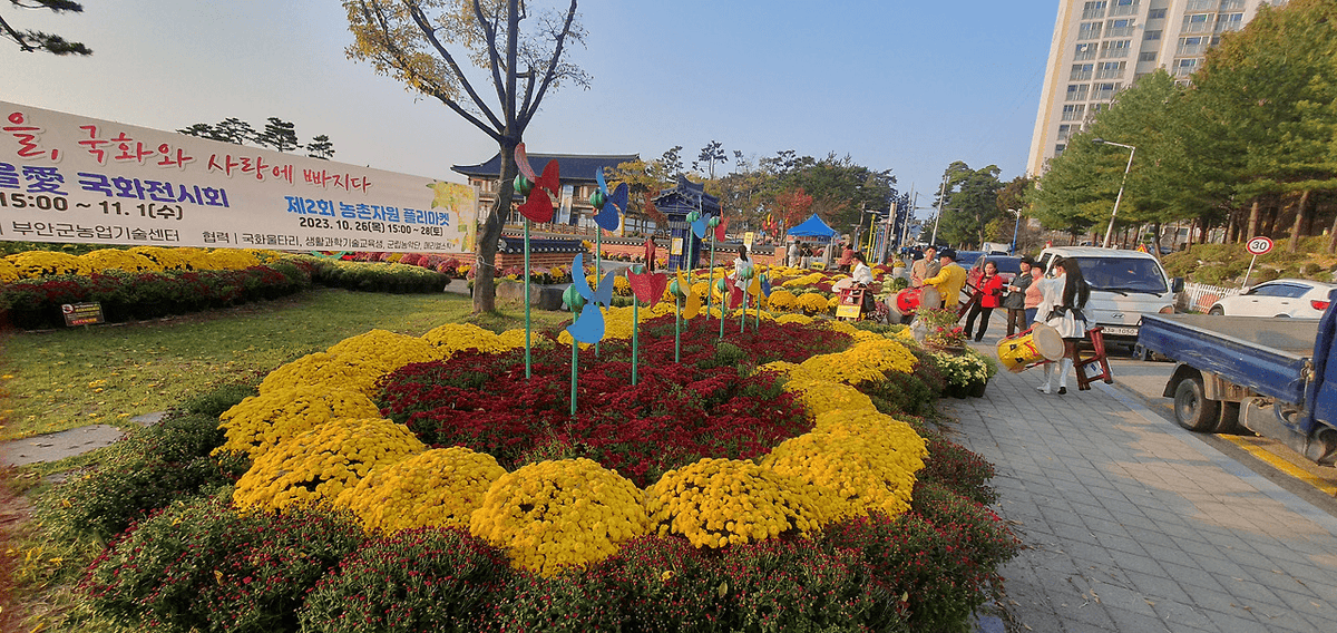 전북 부안 국화축제, 가을 애 국화 전시회 일정과 매력