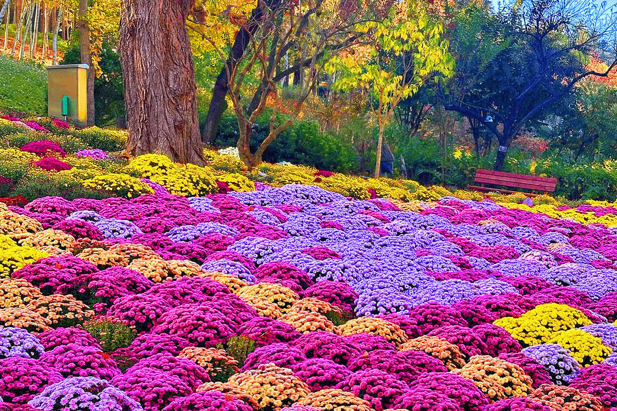 한 달 남짓 남은 늦가을, 충남에서 놓치지 말아야 할 축제들