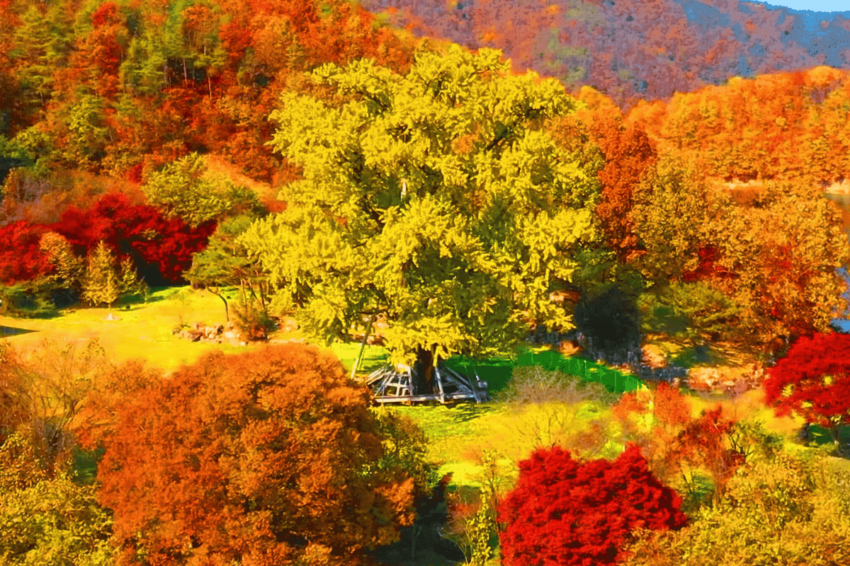 700년 된 은행나무, 지금 아니면 못 본다! 안동의 가을 단풍 여행