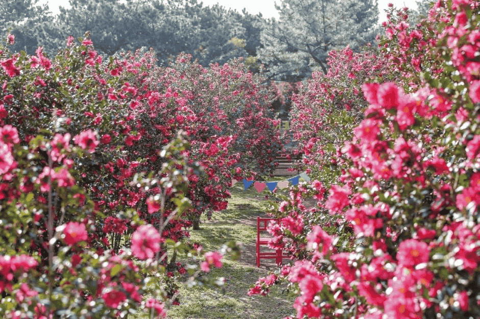 제주에서 가장 붉고 낭만적인 순간, 휴애리 동백 축제에서 만들어보세요