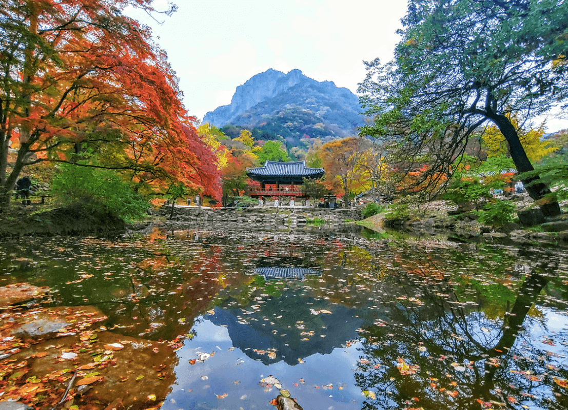2024년 내장산 단풍 절정과 단풍축제 즐기기, 추천 숙소까지