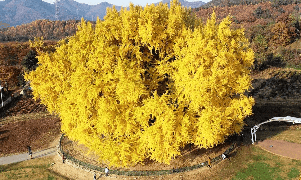 반계리 은행나무 CCTV 실시간 보는 방법