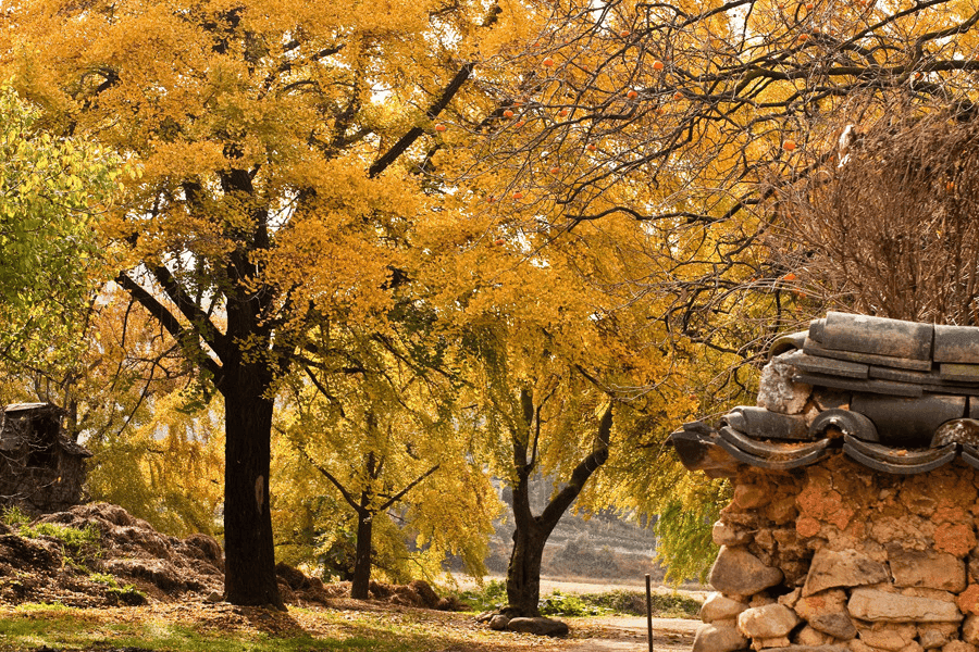 보령 청라 은행마을 단풍 축제