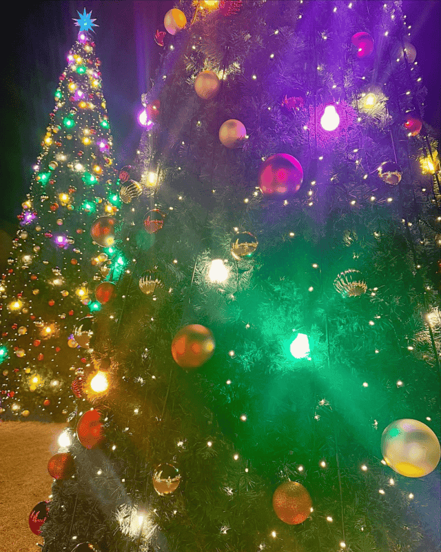 겨울 데이트코스 추천, 이천 시몬스테라스 크리스마스트리