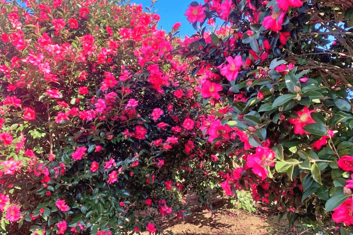 제주 겨울, 붉게 물드는 동백꽃 여행지 추천