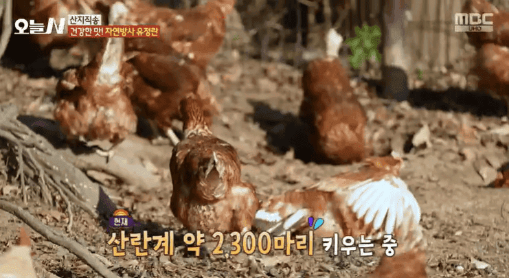 산지직송 자연방사 유정란 택배주문 오늘n 달걀 정기구독 백수정 난각번호 1번 유정란 파는곳 농장 위치