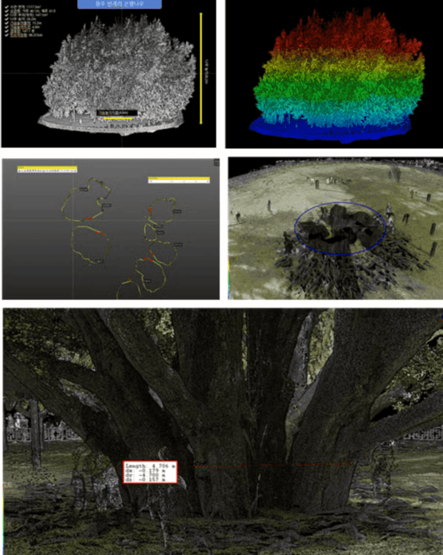 천 년을 품은 황금빛, 원주 반계리 은행나무 이야기