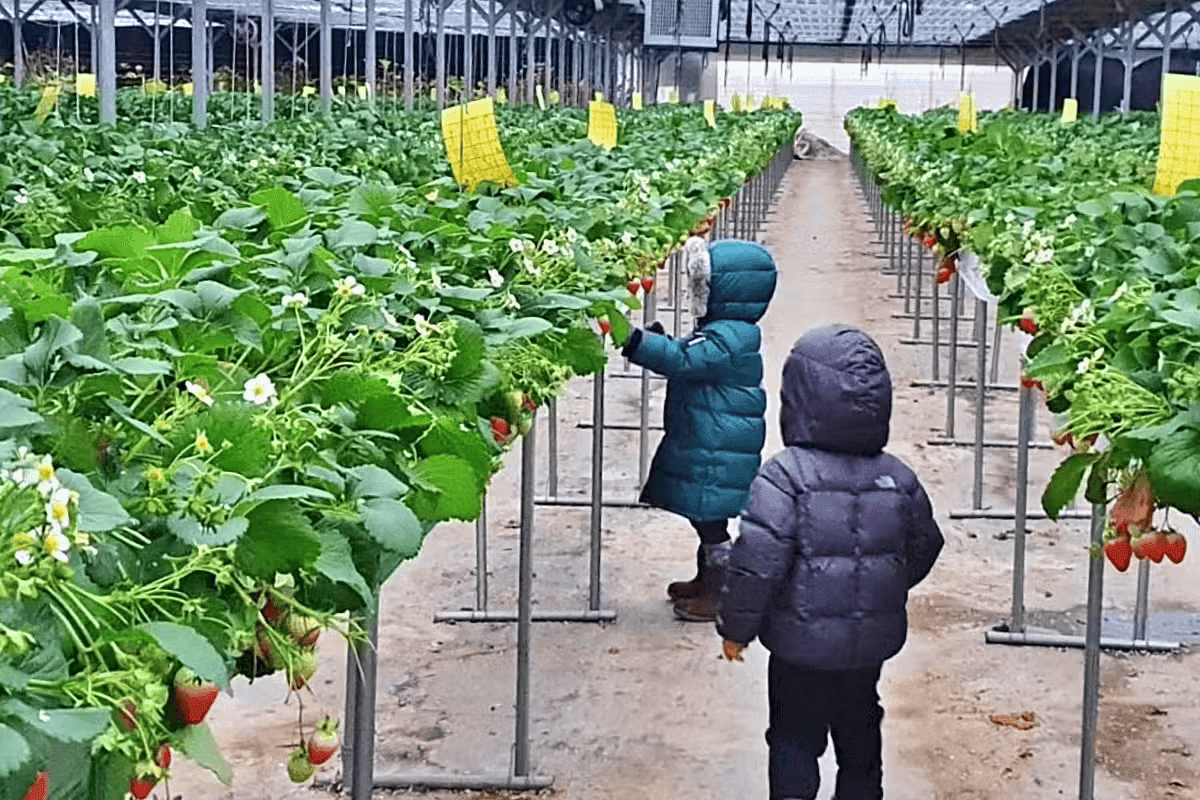 겨울 풍경 속 달콤한 즐거움, 율봄식물원 딸기 체험