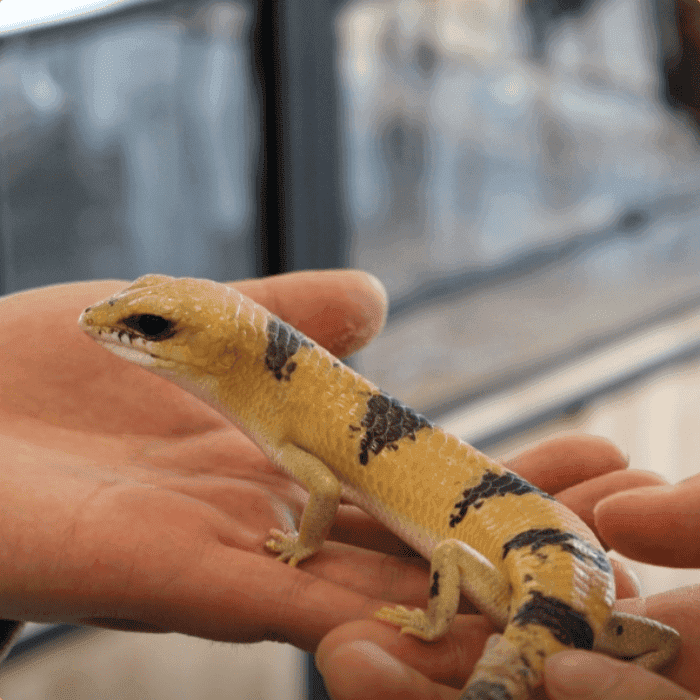 생방송투데이 고성 파충류 카페 위치는? (+ 귀여운 알파카가 있는 핫플레이스 어디?)