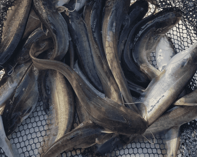 오늘N 순창 양영옥 조기숙 메기구이, 메기볶음 밀키트 택배주문 위치