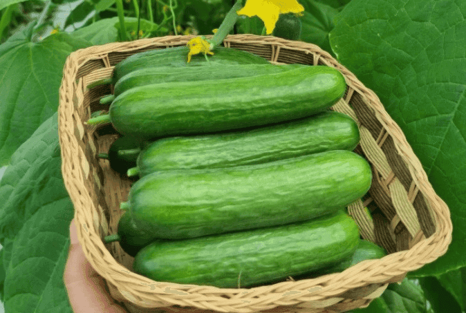 6시내고향 전남 함평 미니오이 택배주문 파는곳 농장 위치