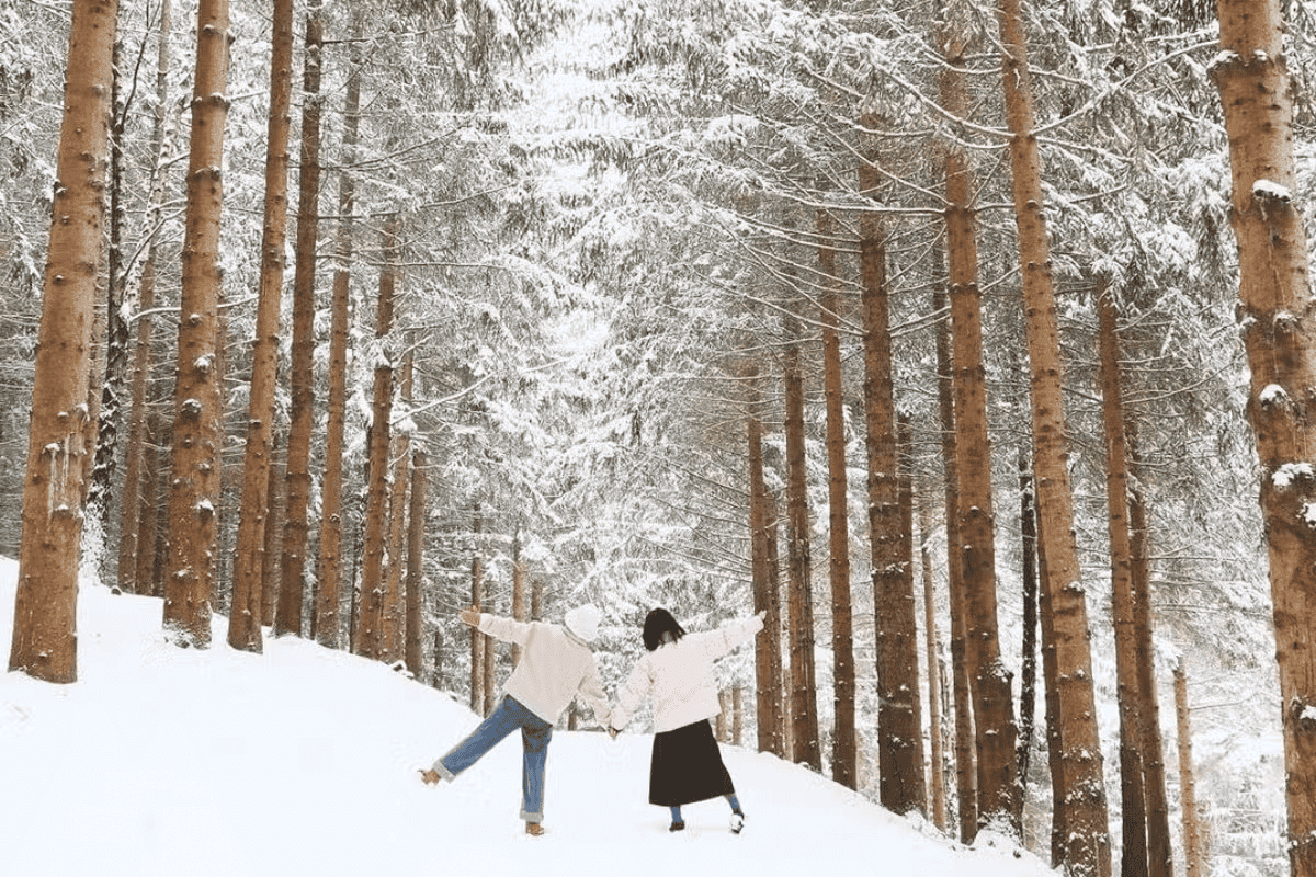 국내에서도 만나는 겨울왕국 풍경, 모노레일로 떠나는 ‘애니포레’ 힐링 여행