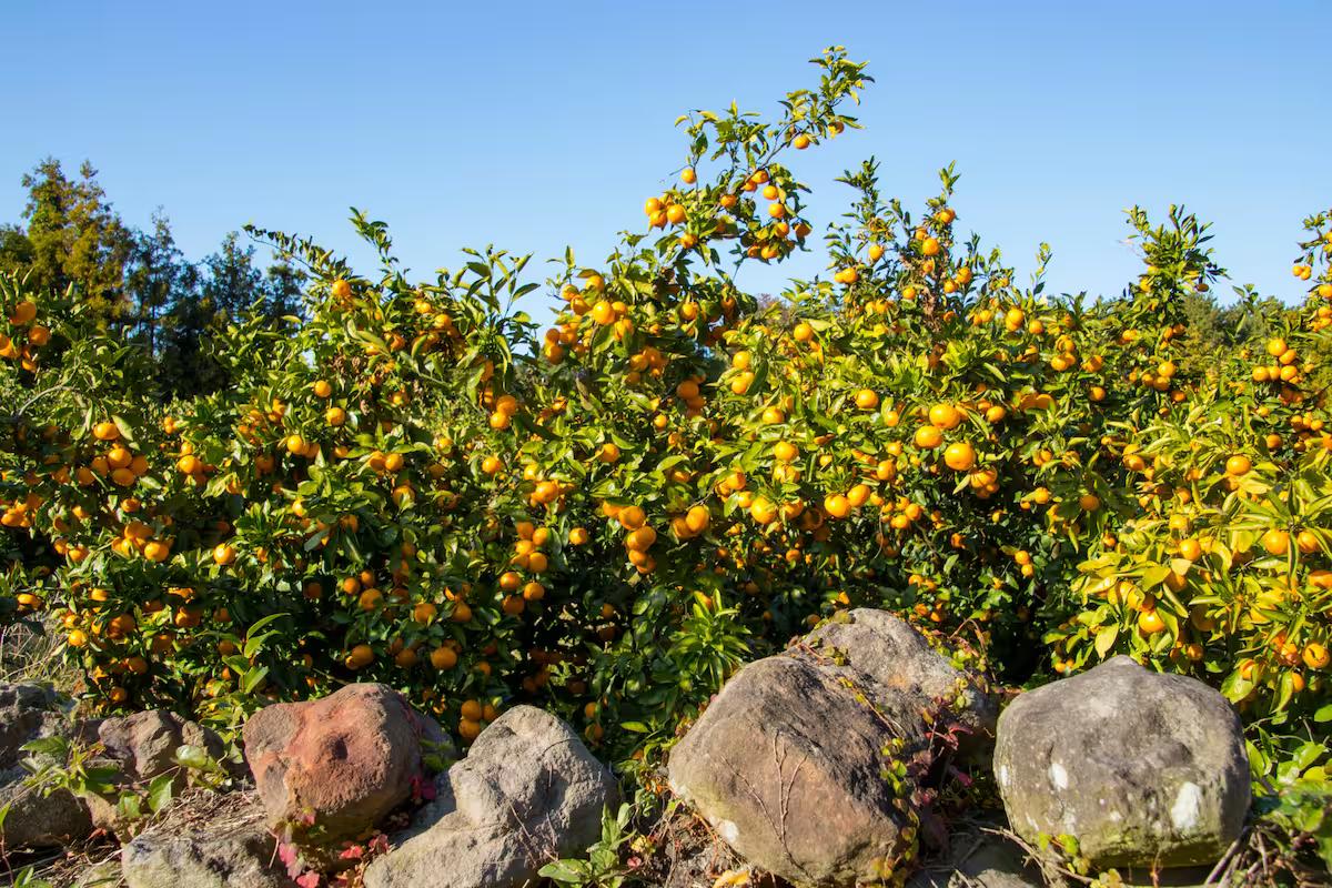 제주도, 내수 침체에도 1300만 명 돌파…해외 직항이 이끈 반전