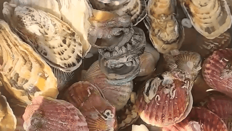 할매식당 조개칼국수 만원 오늘N 안양 조개찜 칼국수 1만원 김영옥 할머니 식당 위치