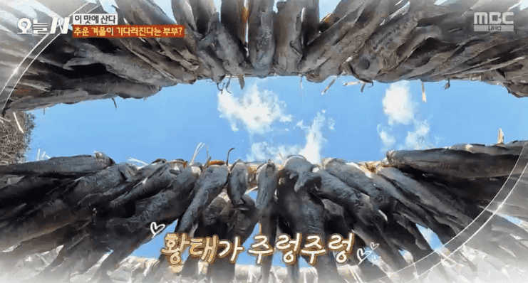 오늘N 하루에 9만마리 황태 덕장 첫 작업날 황태 요리 식당 위치