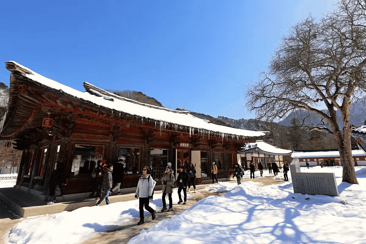 강원도 겨울, 0원으로 만나는 눈부신 힐링 명소