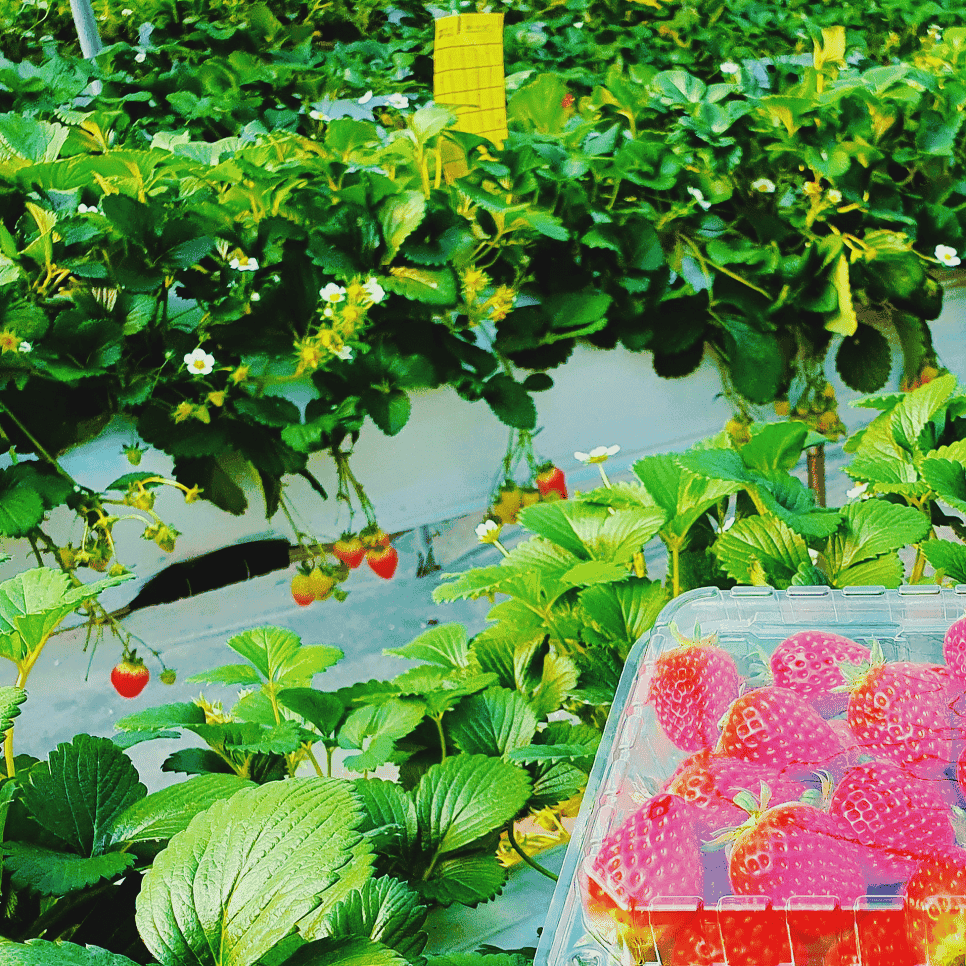 율봄식물원 딸기 시즌 입장시간 입장요금 총정리