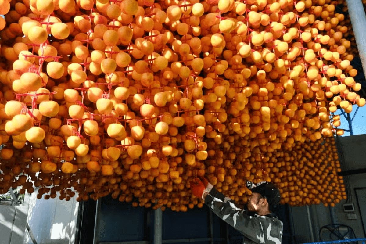 곶감 향기에 빠지는 겨울, 부모님 모시고 떠나는 영동곶감축제 미식 여행