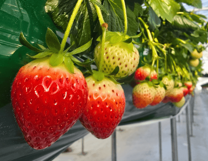 오늘N 수상한 가족 딸기 농장은 사돈들의 놀이터 경주 딸기 파는곳 농장 위치