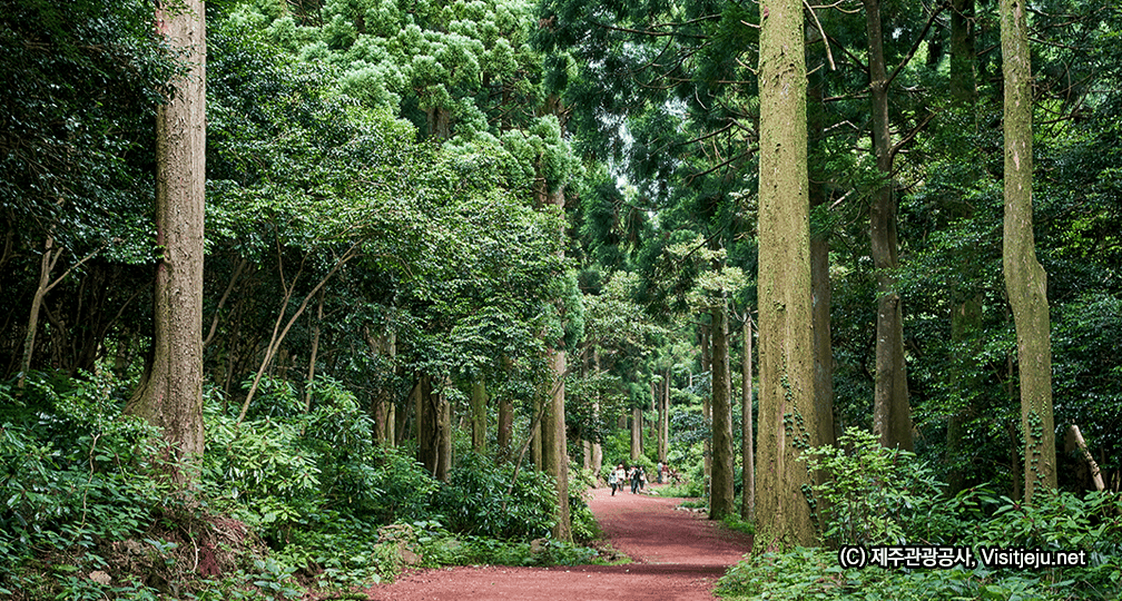 아이와 함께 걷기 좋은 제주도 숲길, 힐링 코스 5곳