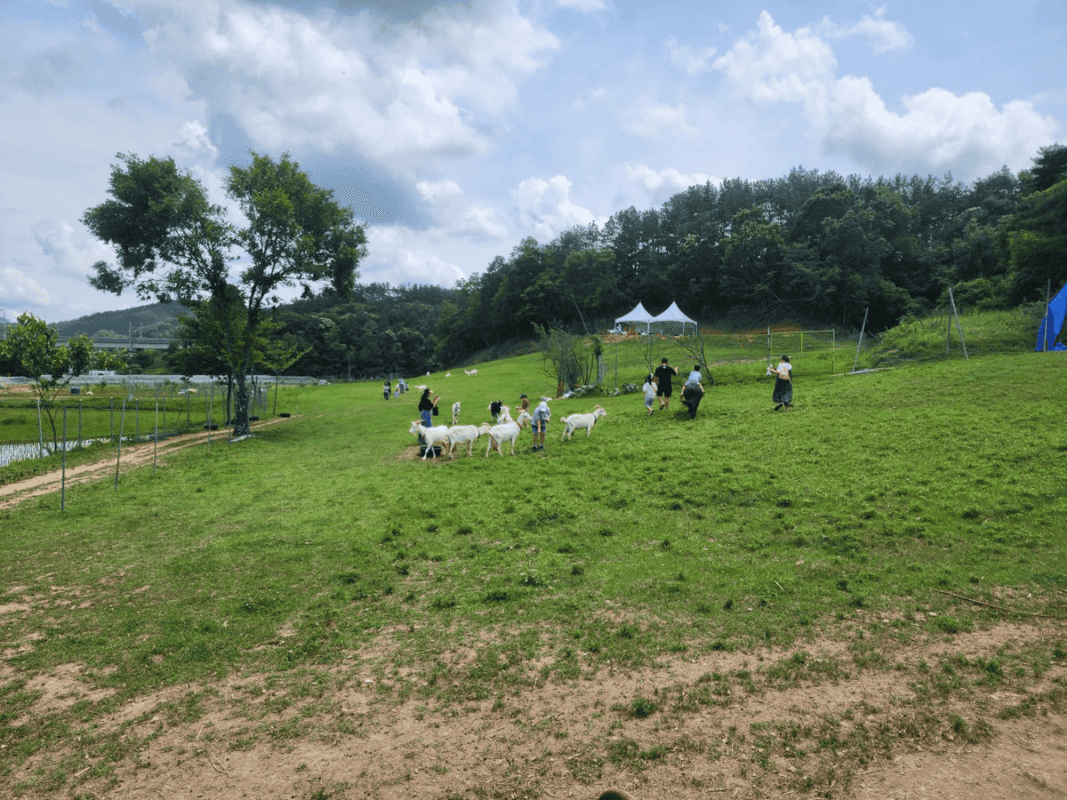 경남 함안 가볼만한곳 양떼목장 체험