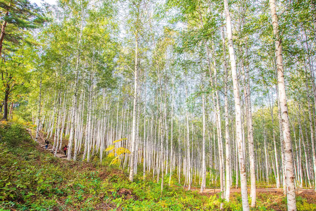 지금 바로 떠나세요! 마음까지 치유되는 국내 숲 베스트4