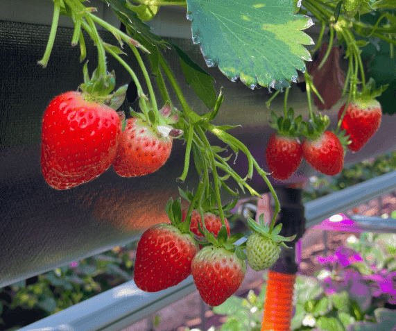 오늘N 이맛에 산다 털보 아빠와 두딸의 딸기 수확 전쟁 거창 딸기명인 류지봉 딸기 파는곳 농원 위치