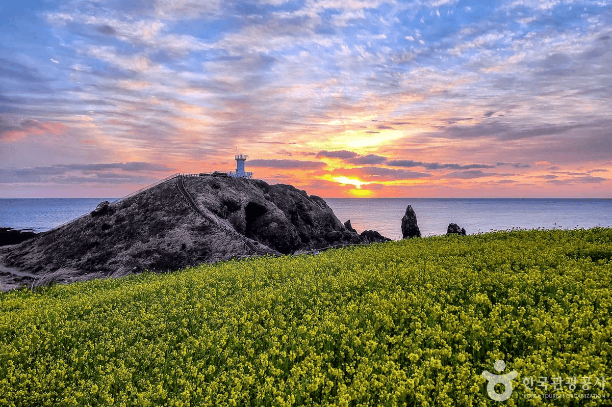“이런 풍경이 있었다니! 모두가 반한 제주 봄 여행지 TOP4”