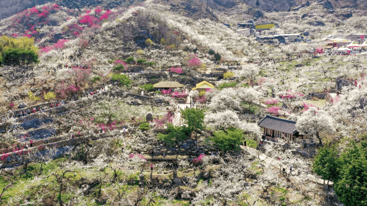 절대 놓치면 후회할 2025 국내 봄꽃축제 7선