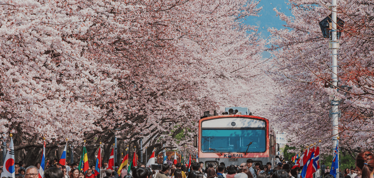 벚꽃축제 끝판왕! 2025 진해 군항제 일정부터 당일치기 코스까지 완벽 정복