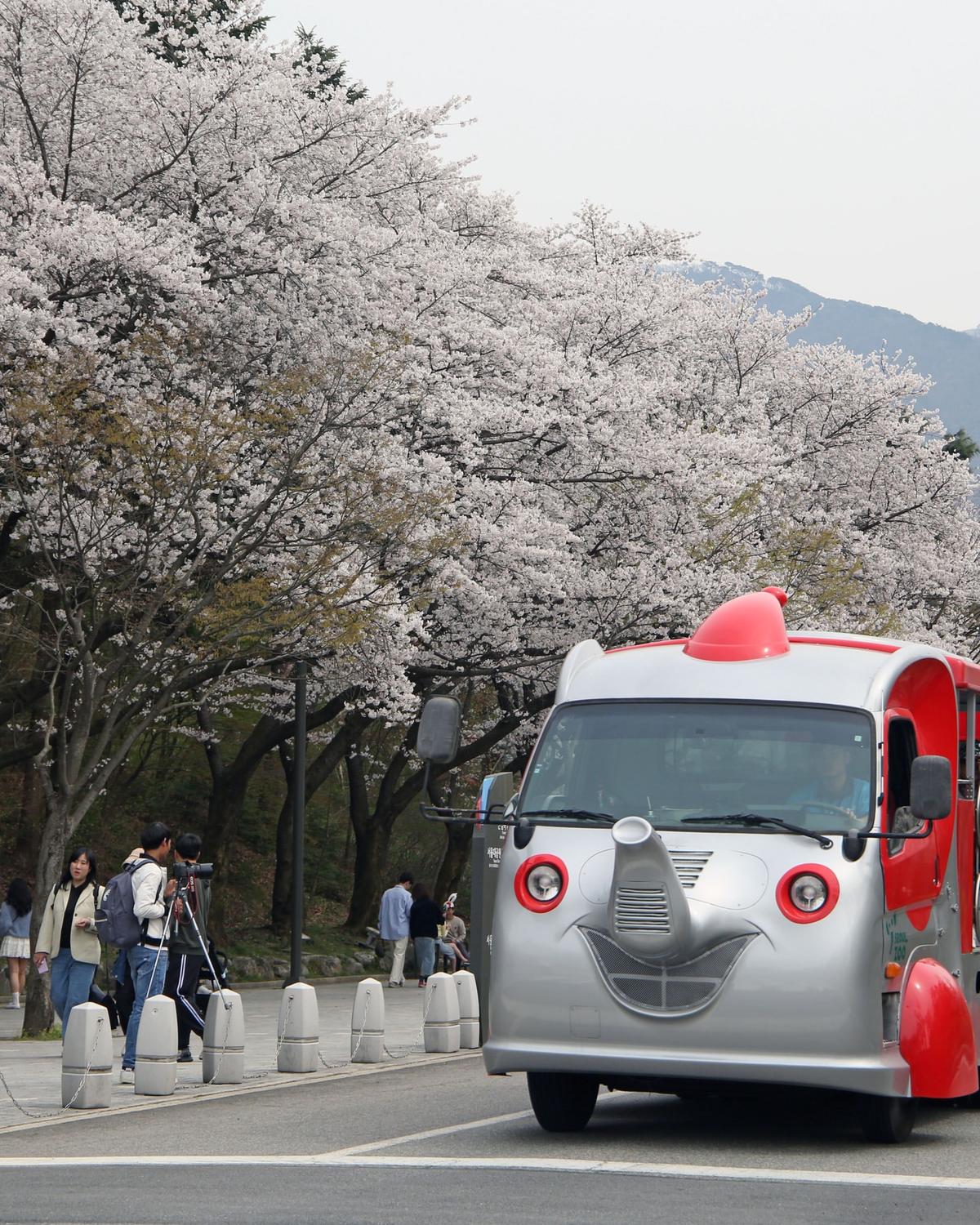 “10일 뒤 찾아온다 40년 사랑받은 벚꽃 핫스팟”