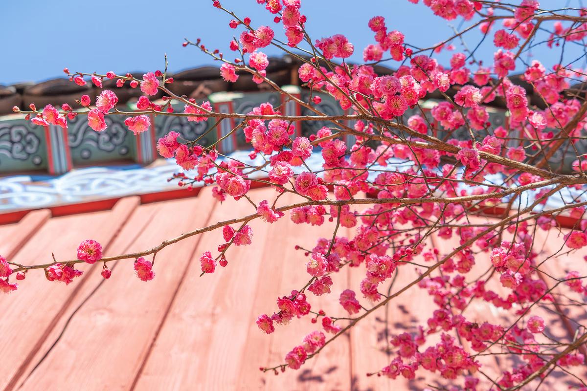 서울 봉은사 홍매화 개화 시기 봄 꽃구경 가볼만한곳