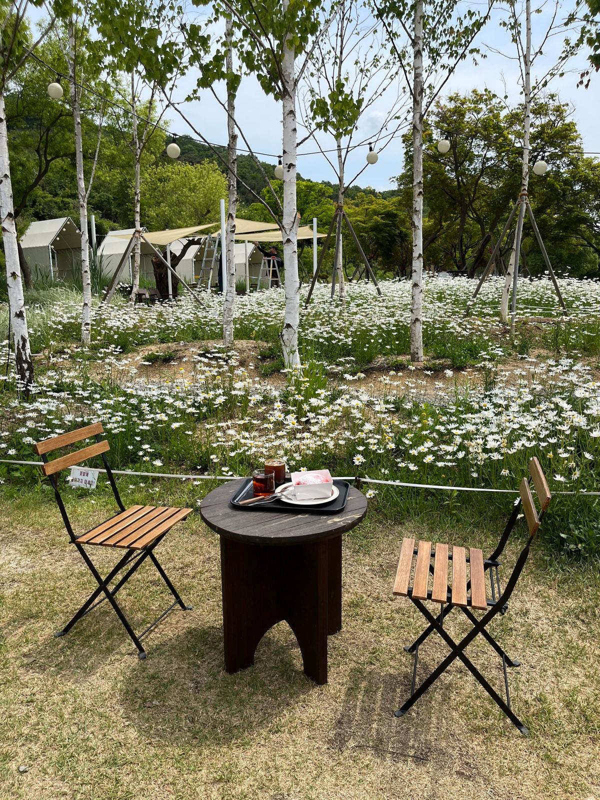 경기 데이지꽃 명소 ‘필무드’, 마장호수 근처 감성 대형 카페