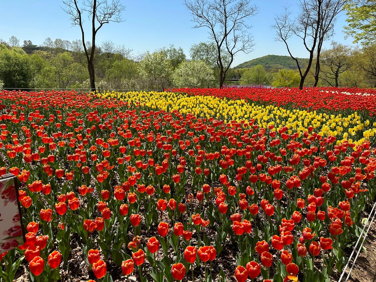 인천대공원, 봄맞이 힐링코스! 온실 수목원부터 자전거까지