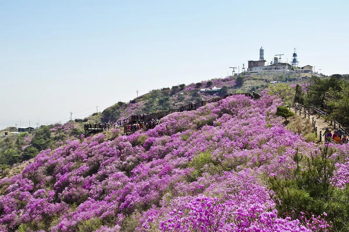 “산등성이를 물들이는 진달래 군락, 전국 추천지 4선”
