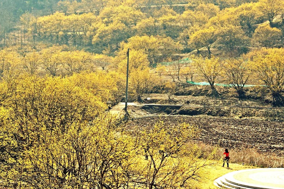 노란 산수유 꽃길, 이천에서 만나는 완벽한 봄나들이
